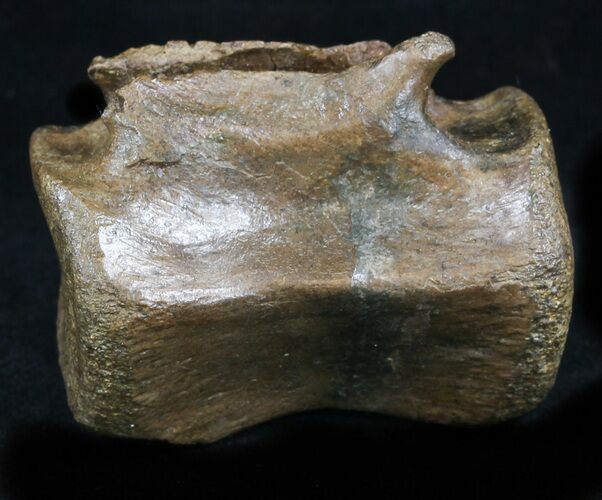 Thescelosaurus Caudal Vertebrae - Montana #34645